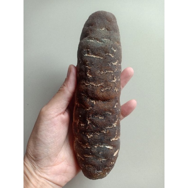 

TERIPANG DAGING / HAISIM (200g)