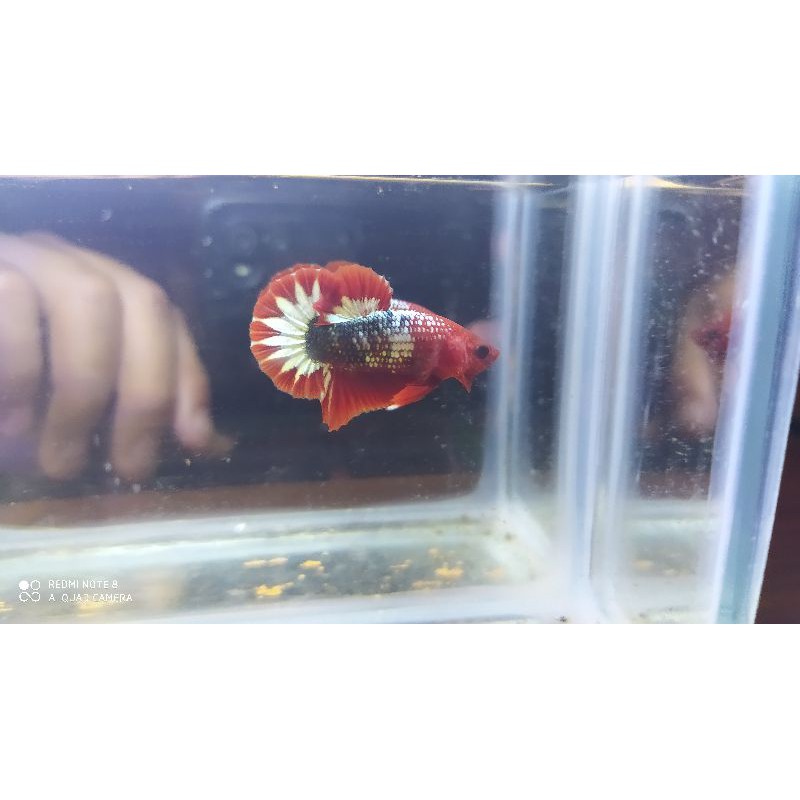 fccp red head startail vietnam