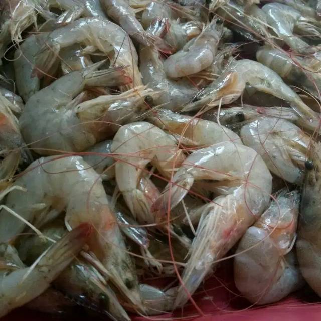 

Udang Fresh ukuran sedang