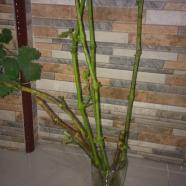 Entres anggur jenis taldun satu paket 5 matun