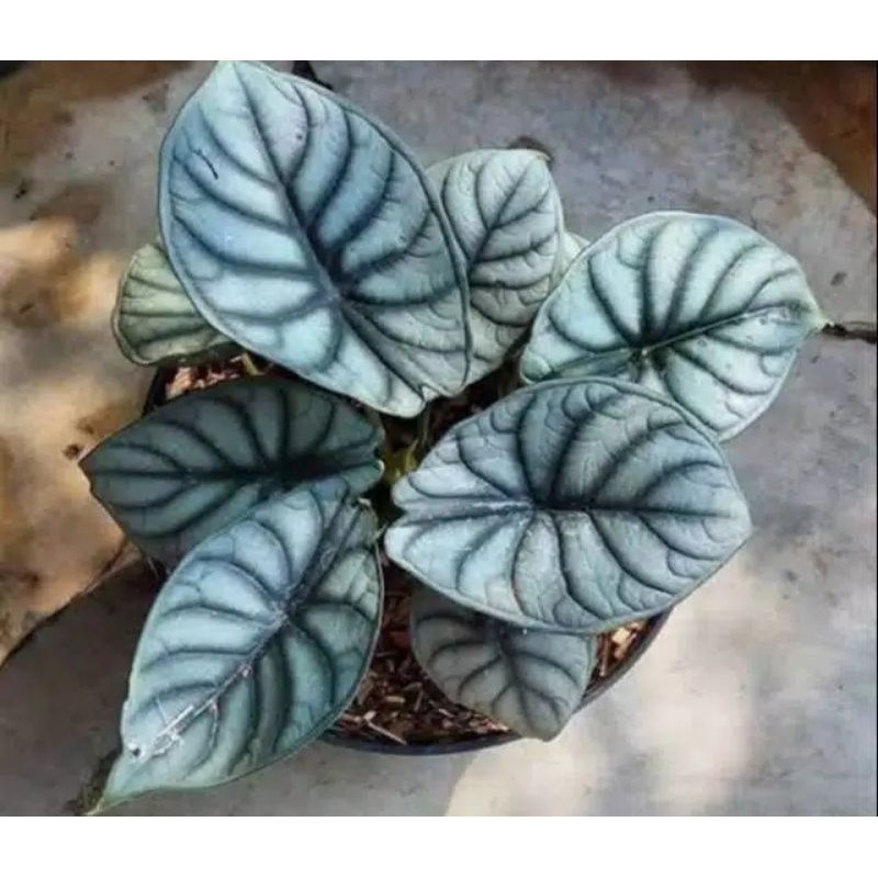 bunga hias KELADI TENGKORAK SILVER