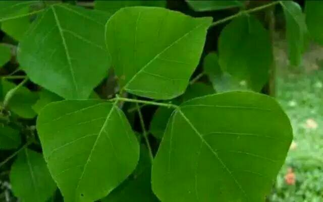 Daun Dadap Serep Segar 500gram Obat Herbal Shopee Indonesia