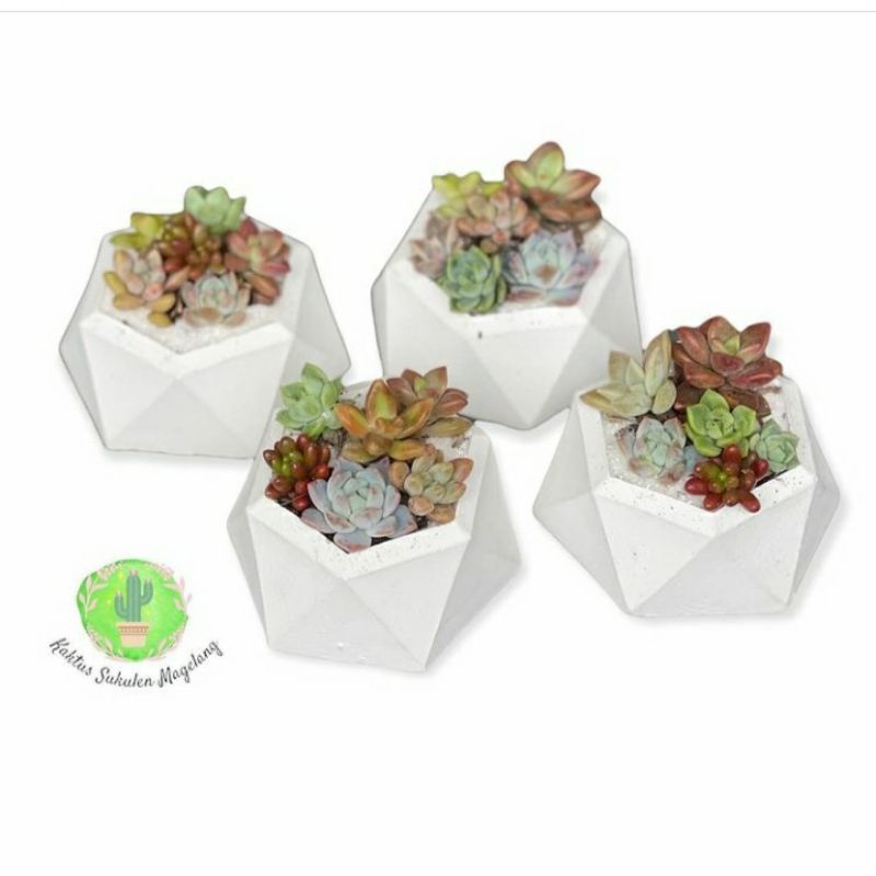 Baby Kaktus Sukulen 4Ribu 6pcs