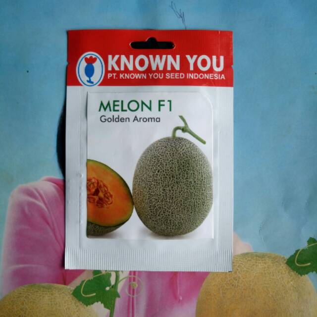 Benih Melon GOLDEN AROMA SP