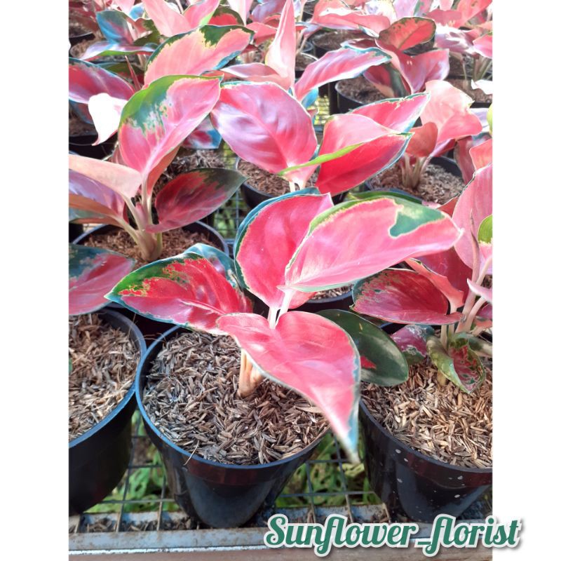 Bunga Aglonema Suksom Jaipong / Suxsom Jaipong