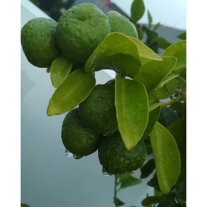 Bibit Jeruk Limau sudah berbuah