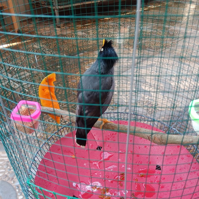 40 Gambar Burung Jalak HD Terbaru