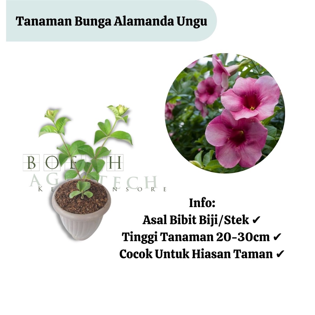 Bibit Alamanda Ungu/Bunga Alamanda Ungu