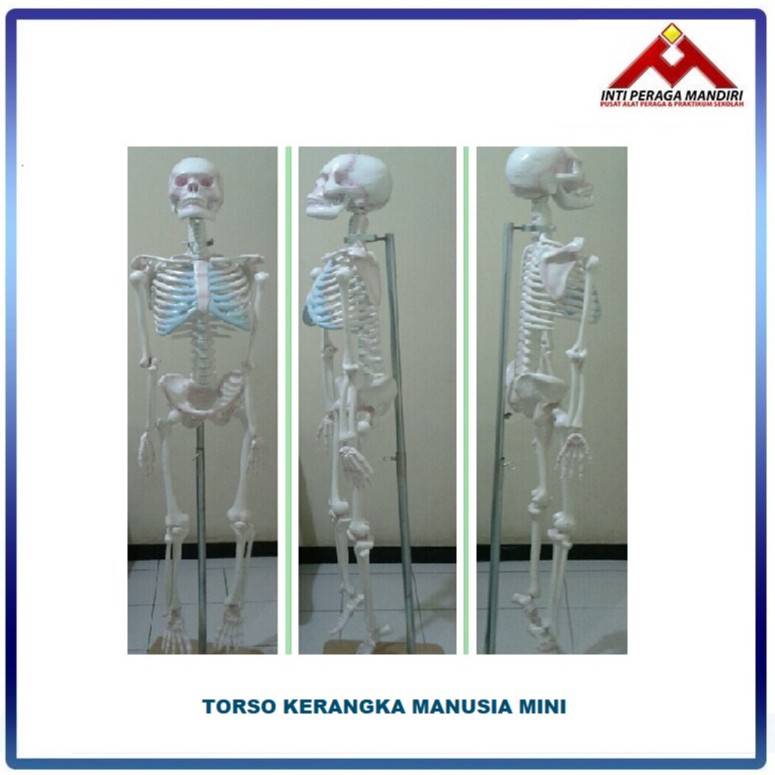 IntiPeragaMandiri - Model Kerangka Manusia Mini  / Kerangka mini - Alat Peraga Sekolah