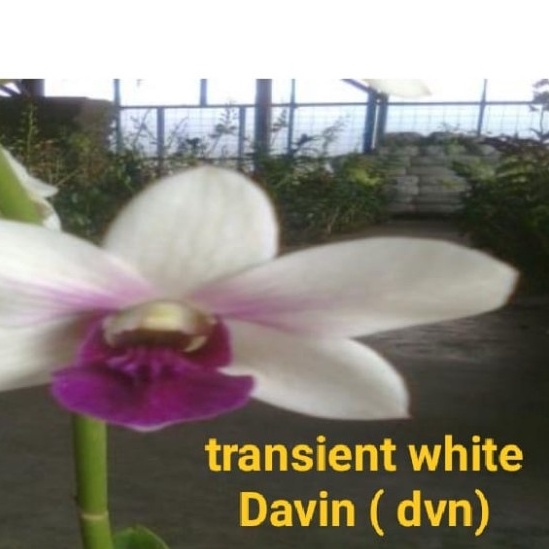 dendrobium dvn dp
