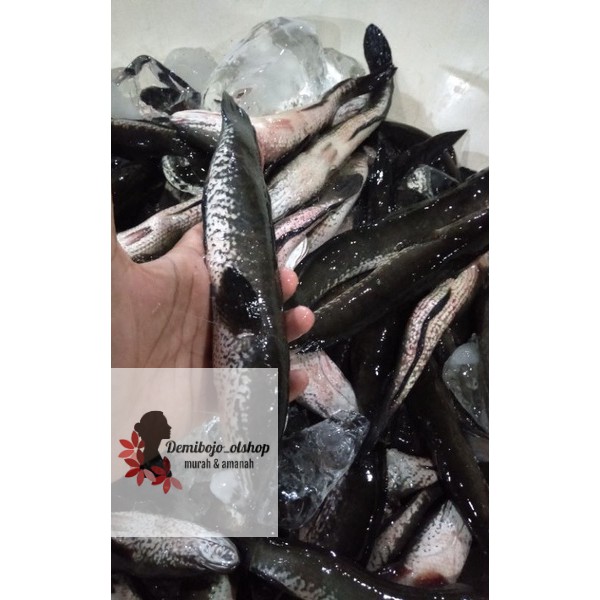 

ikan gabus segar 1 kg