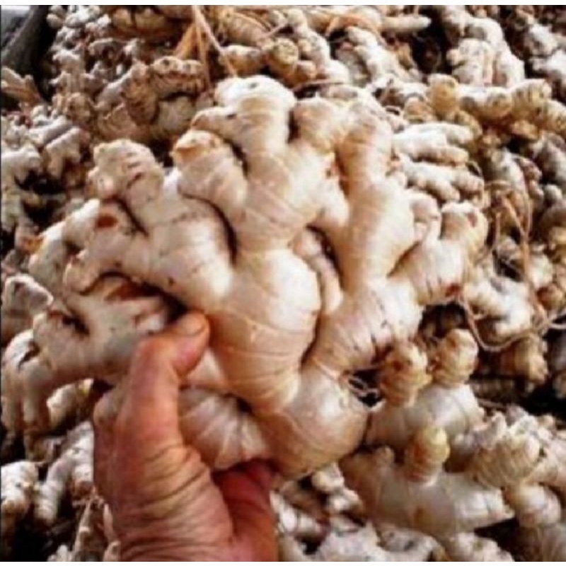 

Jahe gajah / jahe putih super bersih sudah di cuci 1kg