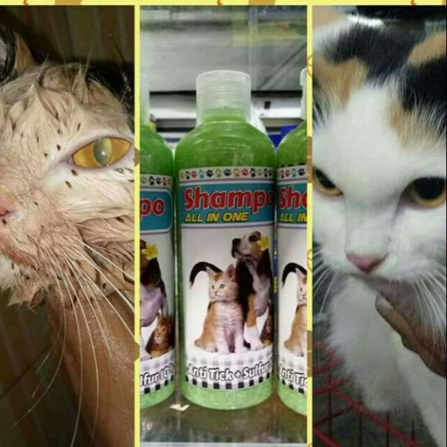 Shampo anti kutu ampuh | shampo anti  jamur | shampo degreaser | shampo kucing | shampo all inbone 250 ml