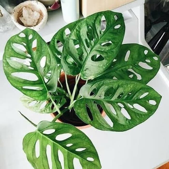 Tanaman Hias Monstera Obliqua - Philodendron swiss - Janda Bolong