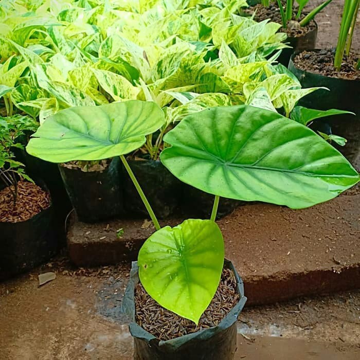 Tanaman Hias Keladi Tengkorak Hijau Shopee Indonesia