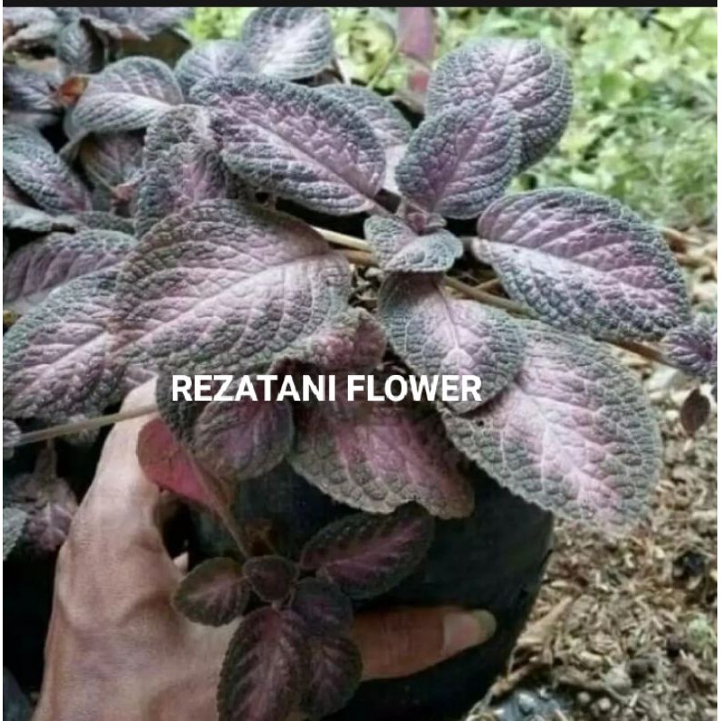 tanaman hias gantung especia merah/tanaman hias gantung beludru merah/tanaman hias gantung