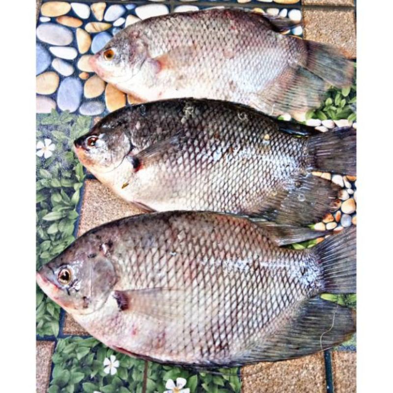 

Ikan Gurame Fresh 1kg isi 2