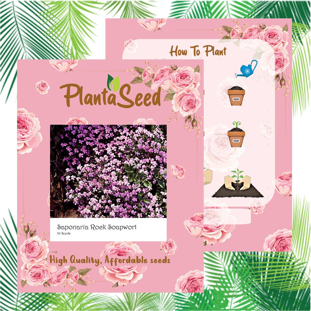 PlantaSeed - 50 Seeds - Saponaria Rock Soapwort Biji Bunga - PAS0232