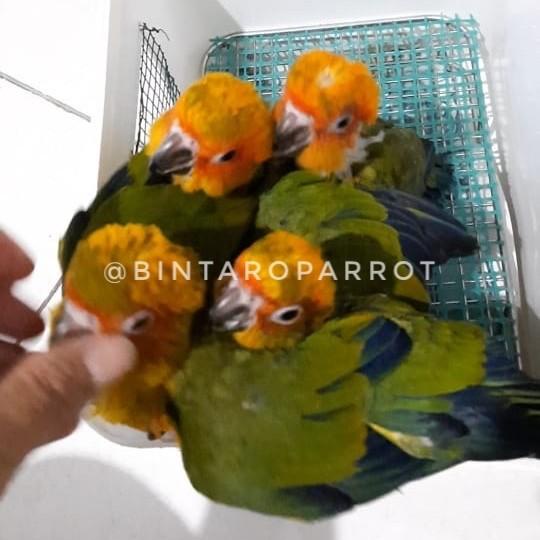 Inabu / Sun Conure Baby