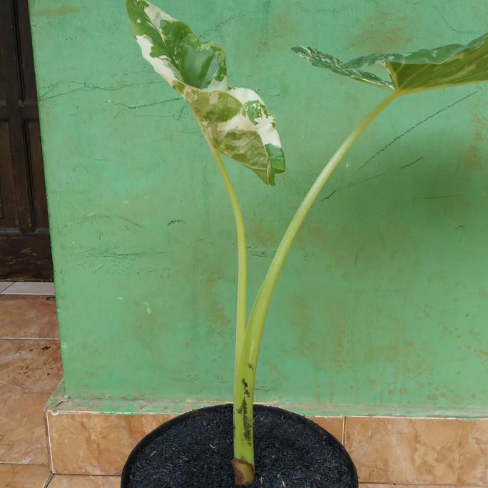Tanaman Hias Alocasia Variegata / Sente Variegata Lompong Tokofinaserba11