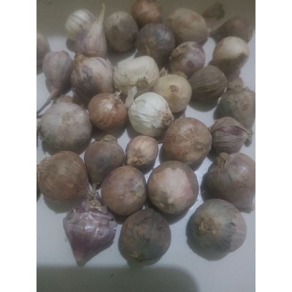 

BAWANG PUTIH TUNGGAL LANANG IMPORT 100gr