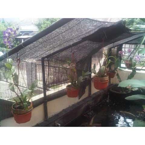 Bentuk Dalam Rumah Walet Agar Walet Terpancing Dan Betah