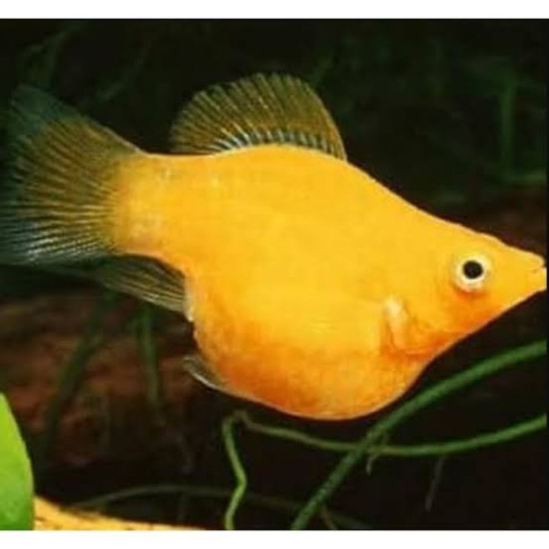 ikan hias molly balon