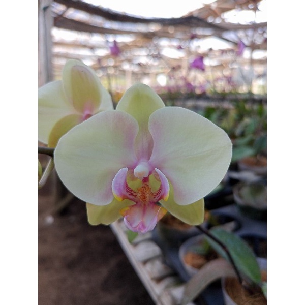 anggrek bulan afkiran kuning pudar kondisi knop mekar phalaenopsis hybrid bunga medium