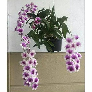Anggrek Dendrobium Mini Yaya Compactum