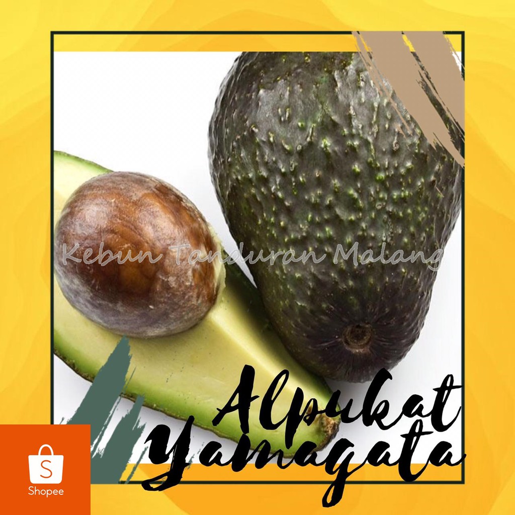 Bibit Buah Alpukat Yamagata Tanaman Alpukat Yamagata