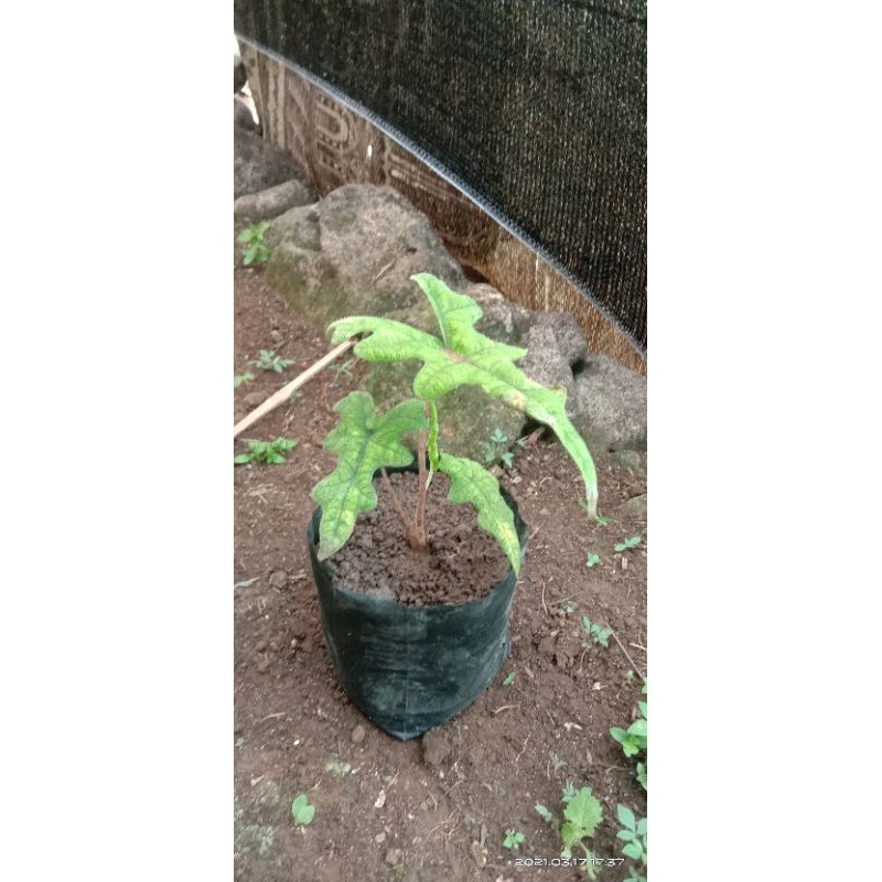 

alocasia jacklin