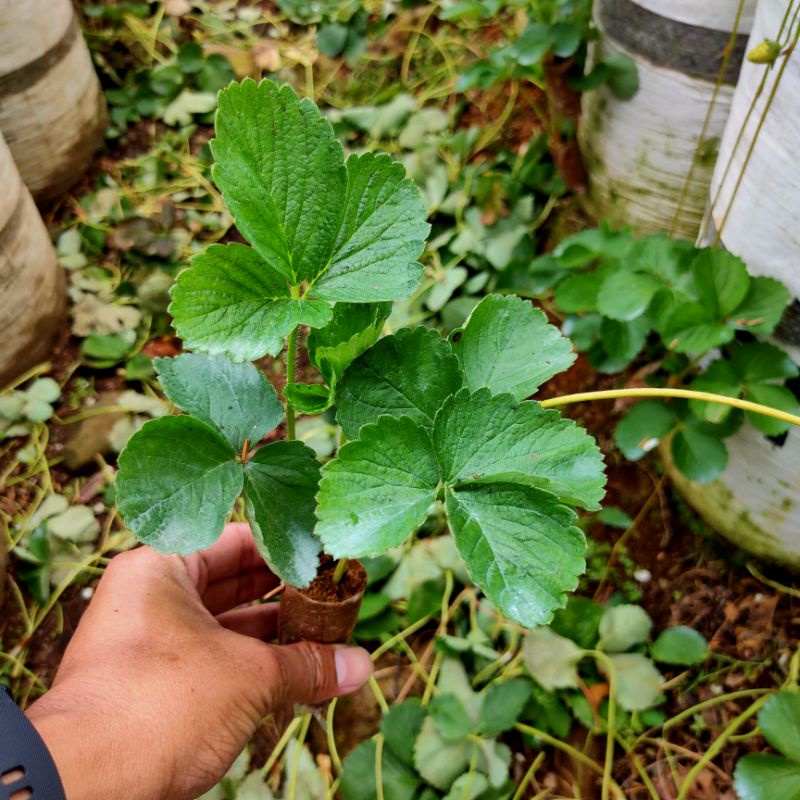 Bibit Strawberry Manora