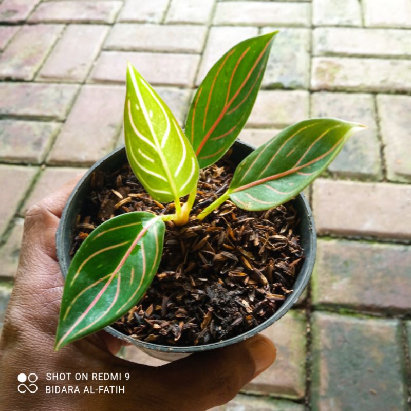 Aglonema Black Pride Of Sumatra Black Pos