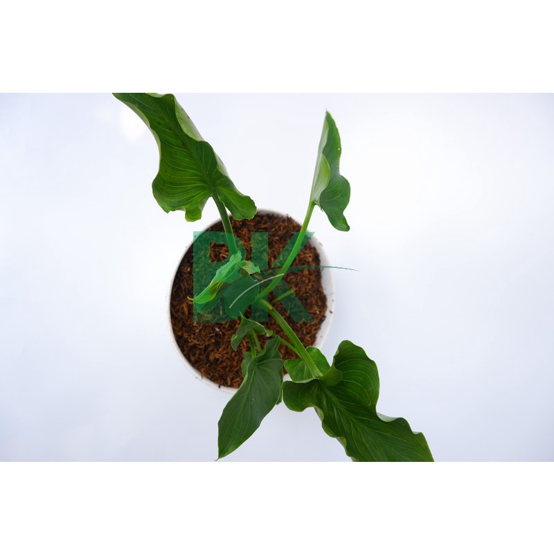 Tanaman hias cala lily air bunga putih calla lily-zantedeschia aethopica - BAKUL KEMBANG