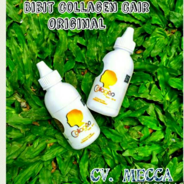 Bibit pemutih Collagen Cair Cv.  Mecca