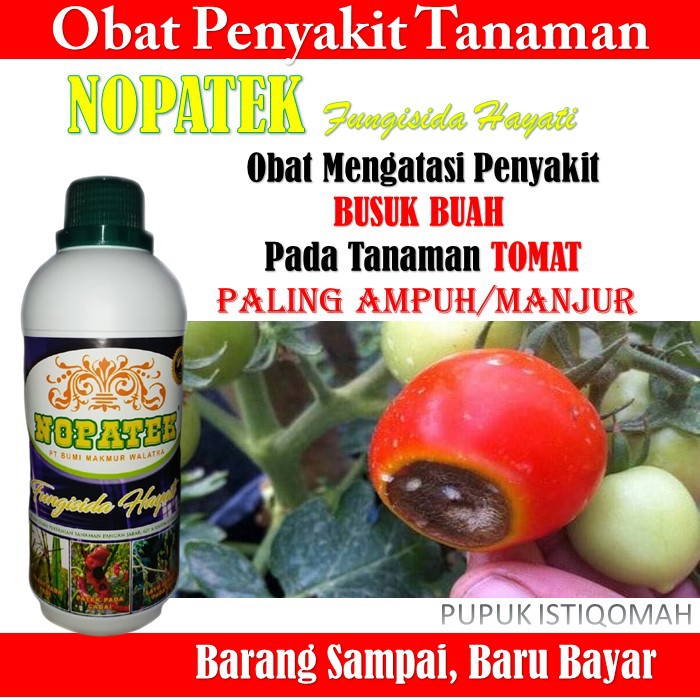 Jual Promo Murah Obat Nopatek Busuk Buah Tomat Obat Atasi Penyakit