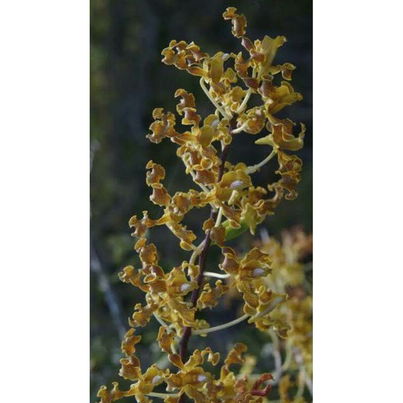 Anggrek Dendrobium Discolor Merauke Jungle