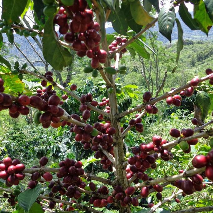 Asli 1 Kg Benih Biji Kopi Arabika Ateng Super