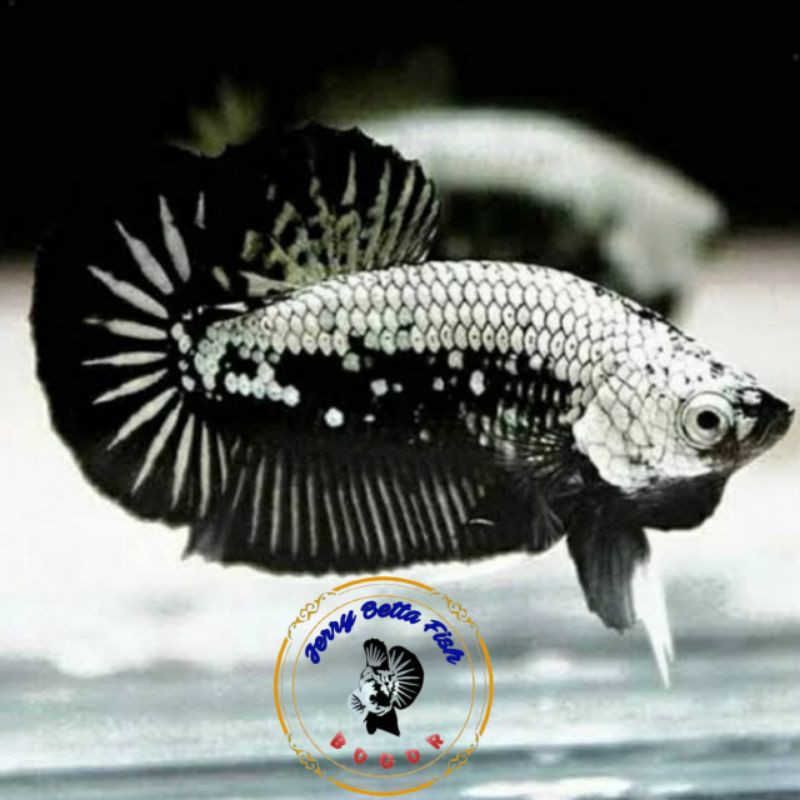 ikan hias-cupang Black Samurai jantan-size dewasa-harga per 1 ekor