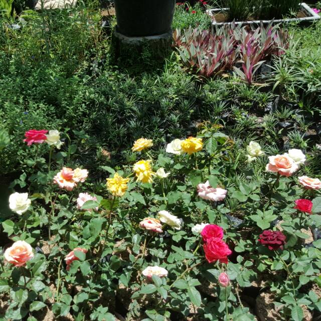 10 Biji Benih Bunga Freesia Biru Ungu Import Shopee Indonesia