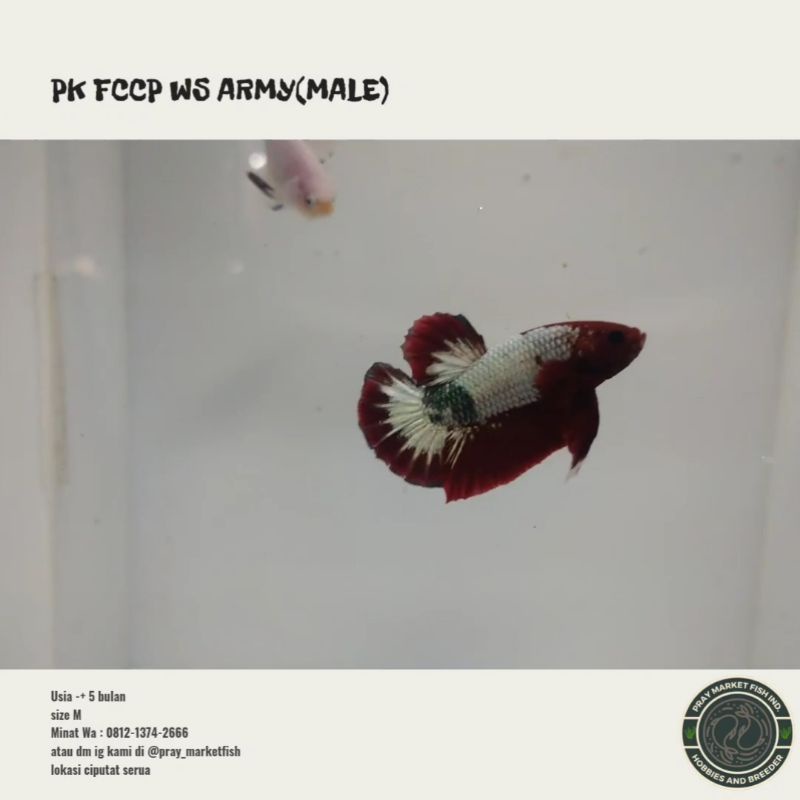 cupang fccp ws army pair pesanan ilham