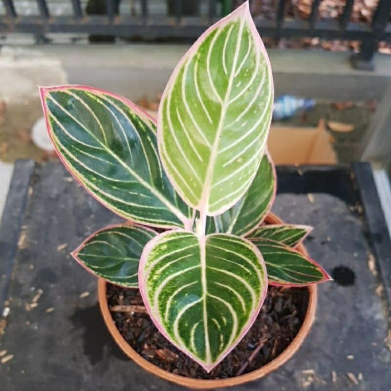 Aglonema minion anakan / bibit