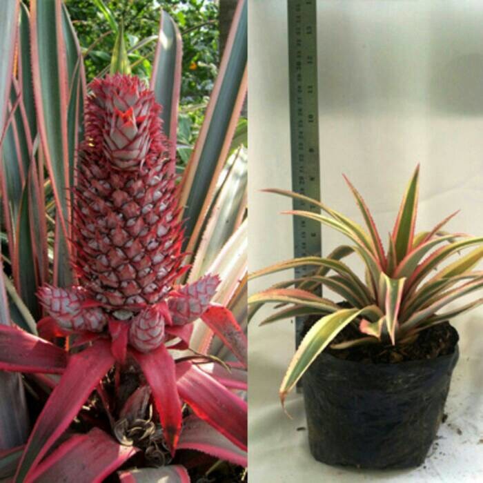 bibit tanaman nanas merah