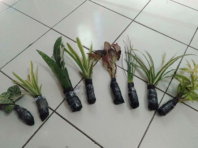 Tanamanahias/begonia