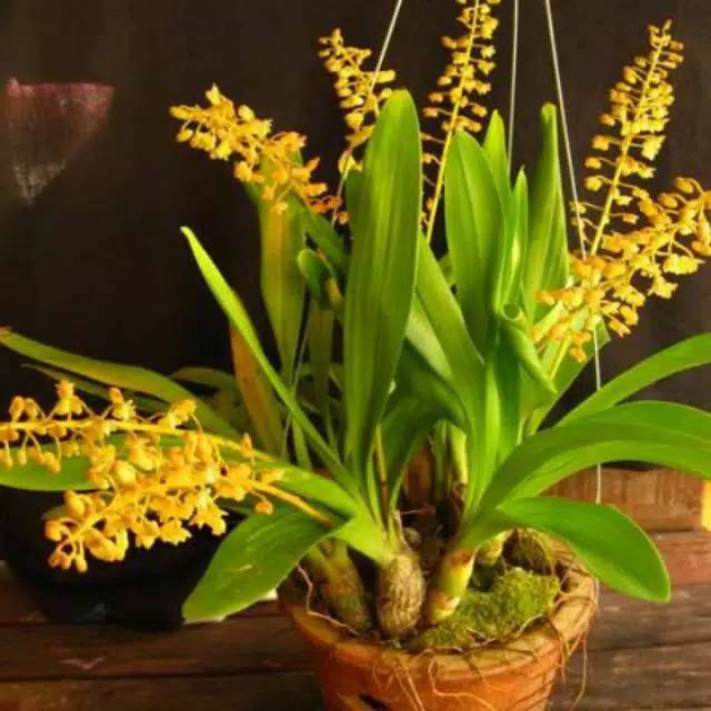 Anggrek leweng bungga kuning / tanaman hias anggrek hutan dewasa jenis liparis