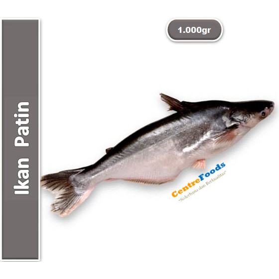 

Ikan Patin Fresh | Size S/M [ Harga Per KG ]