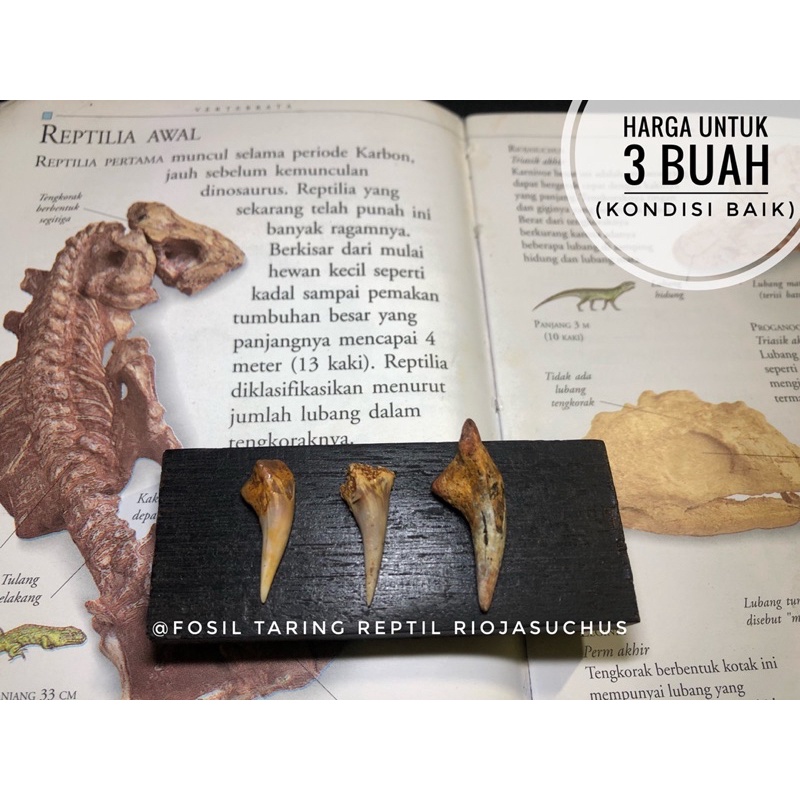Fosil Taring Reptil H1 atau Fosil Gigi Taring Hewan