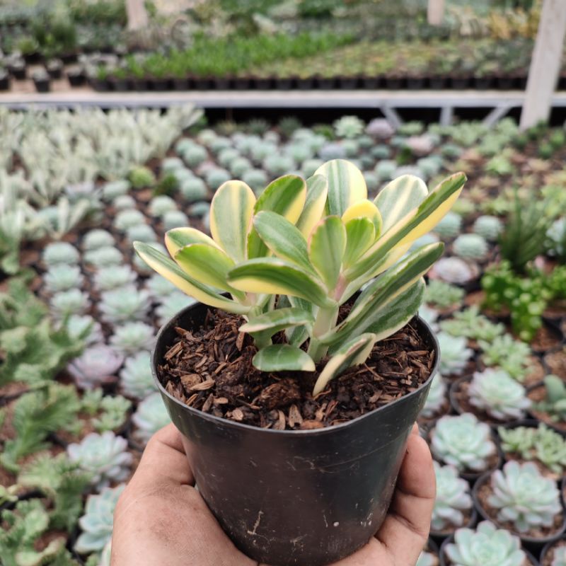 Crassula Ovata/Jade Plant Variegated | D 10cm