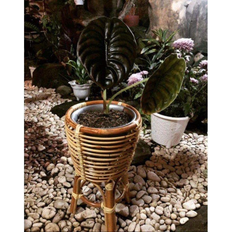 TERLARIS, TERMURAH STANDING POT KAKI ROTAN FREE VERNIS / STANDING POT ROTAN MINI / TEMPAT POT ROTAN 