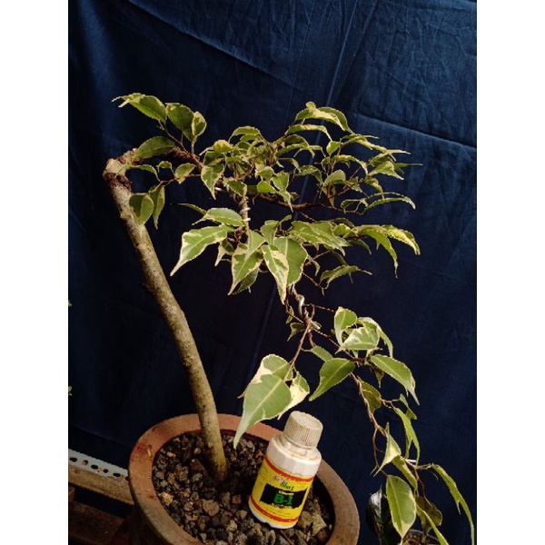 Bonsai Beringin Putih